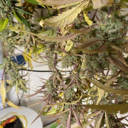 Mephisto Auto Samplerun