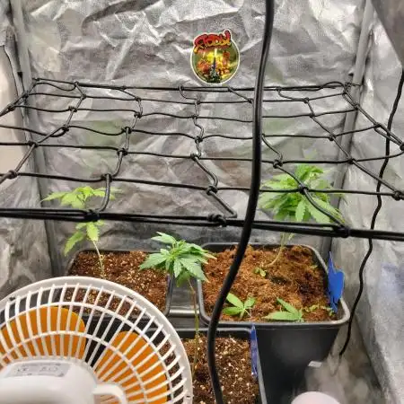 Seedsegrowshop feedback