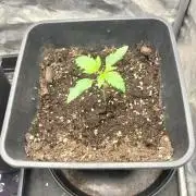 Gorilla killer cookies