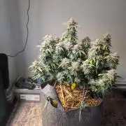 Grow #5: Lem. Haze, Jam. Pearl, IceCreCa