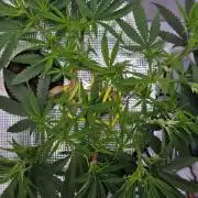 Bubblegum Femaleseeds