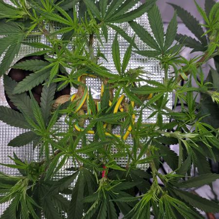 Bubblegum Femaleseeds