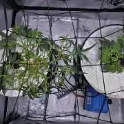 Bubblegum Femaleseeds