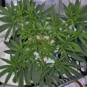 Bubblegum Femaleseeds