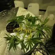 Bubblegum Femaleseeds
