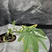 Bubblegum FS - Spicy Temptation Terpzy