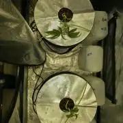 Bubblegum FS - Spicy Temptation Terpzy