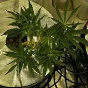 Bubblegum Femaleseeds