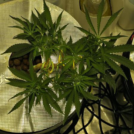 Bubblegum Femaleseeds