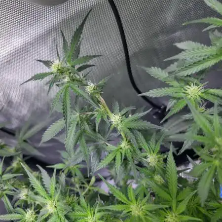 Bubblegum Femaleseeds