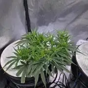 Bubblegum Femaleseeds