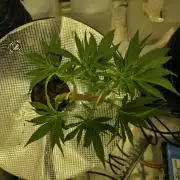 Bubblegum Femaleseeds