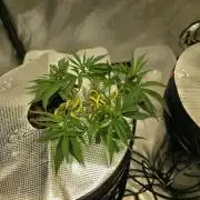 Bubblegum Femaleseeds