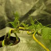 Bubblegum FS - Spicy Temptation Terpzy