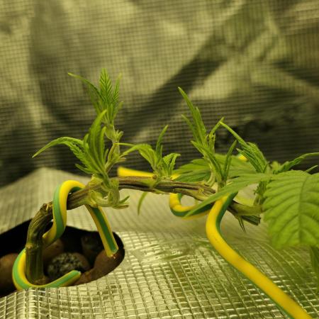 Bubblegum FS - Spicy Temptation Terpzy