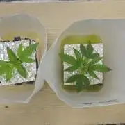 #MAC1 #BackToTheFuture DWC Grow