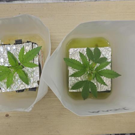 #MAC1 #BackToTheFuture DWC Grow