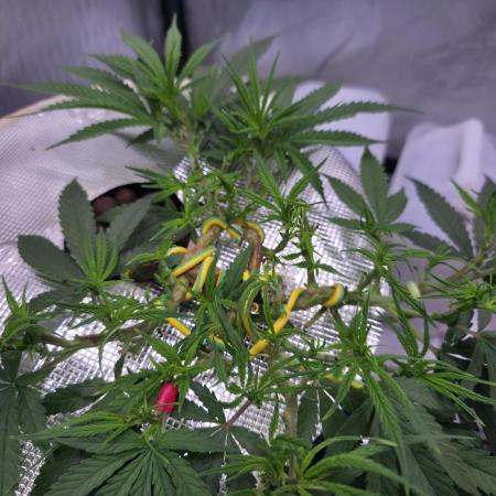 Bubblegum Femaleseeds