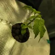 Bubblegum FS - Spicy Temptation Terpzy