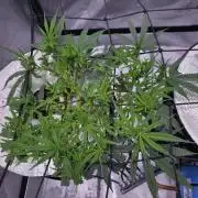 Bubblegum Femaleseeds