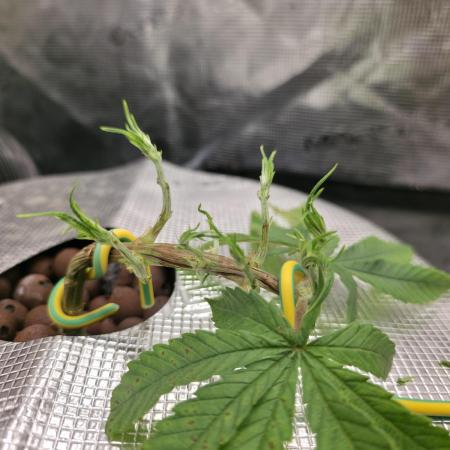 Bubblegum FS - Spicy Temptation Terpzy