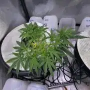 Bubblegum Femaleseeds