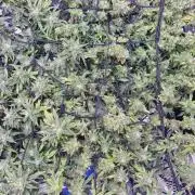 Bubblegum Femaleseeds