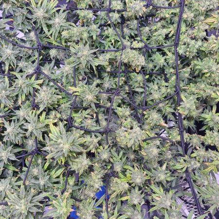 Bubblegum Femaleseeds