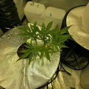 Bubblegum Femaleseeds