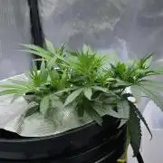 Bubblegum Femaleseeds
