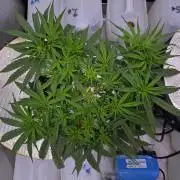 Bubblegum Femaleseeds