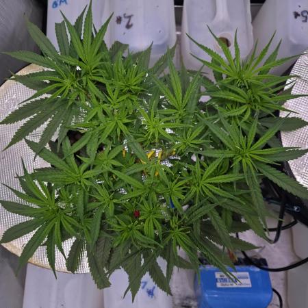 Bubblegum Femaleseeds