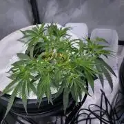 Bubblegum Femaleseeds