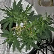 Bubblegum Femaleseeds