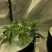 Bubblegum Femaleseeds