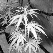 Orignal Haze