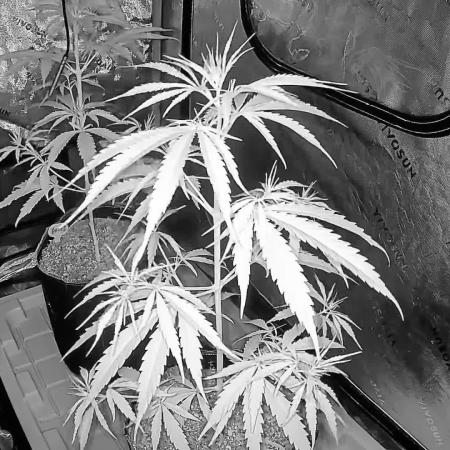 Orignal Haze