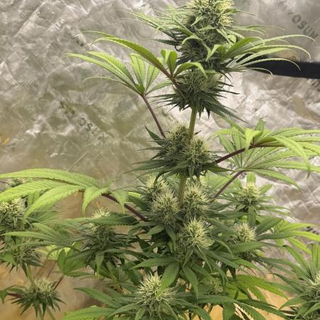 Skunk #1