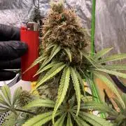 Skunk #1