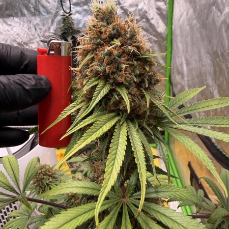 Skunk #1