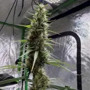 Orignal Haze