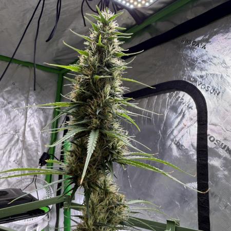 Orignal Haze