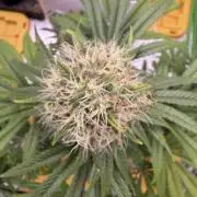 Skunk #1