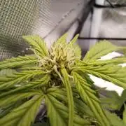 Royal Bluematic aka Blueberry auto