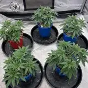 Flagship Photoperiod Grow