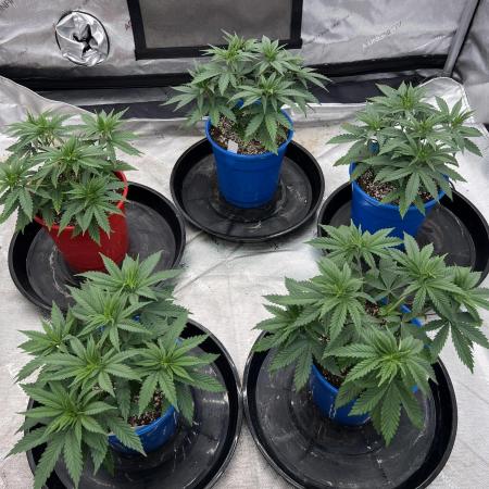 Flagship Photoperiod Grow