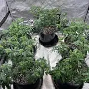 Flagship Photoperiod Grow