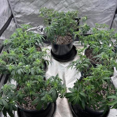 Flagship Photoperiod Grow