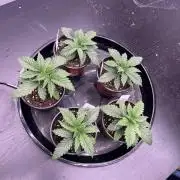 Flagship Photoperiod Grow