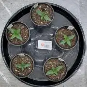 Flagship Photoperiod Grow